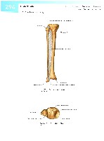Sobotta  Atlas of Human Anatomy  Trunk, Viscera,Lower Limb Volume2 2006, page 301